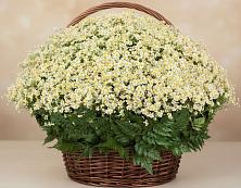 Цветочная композиция из Ромашки в корзине #REPLACE_PRED# Верхней Кугульте