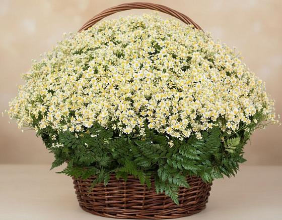 Цветочная композиция из Ромашки в корзине в Верхней Кугульте