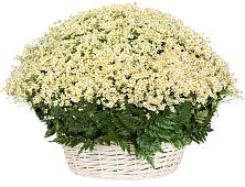 Цветочная композиция из Ромашки в корзине #REPLACE_PRED# Верхней Кугульте